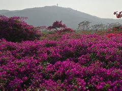 -亚龙湾国际玫瑰谷