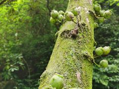 -华蓥山天意谷景区