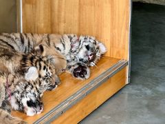 -大连森林动物园