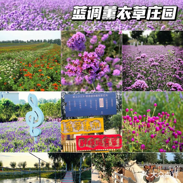 北京花海🌺金秋十月赏花攻略㊙️