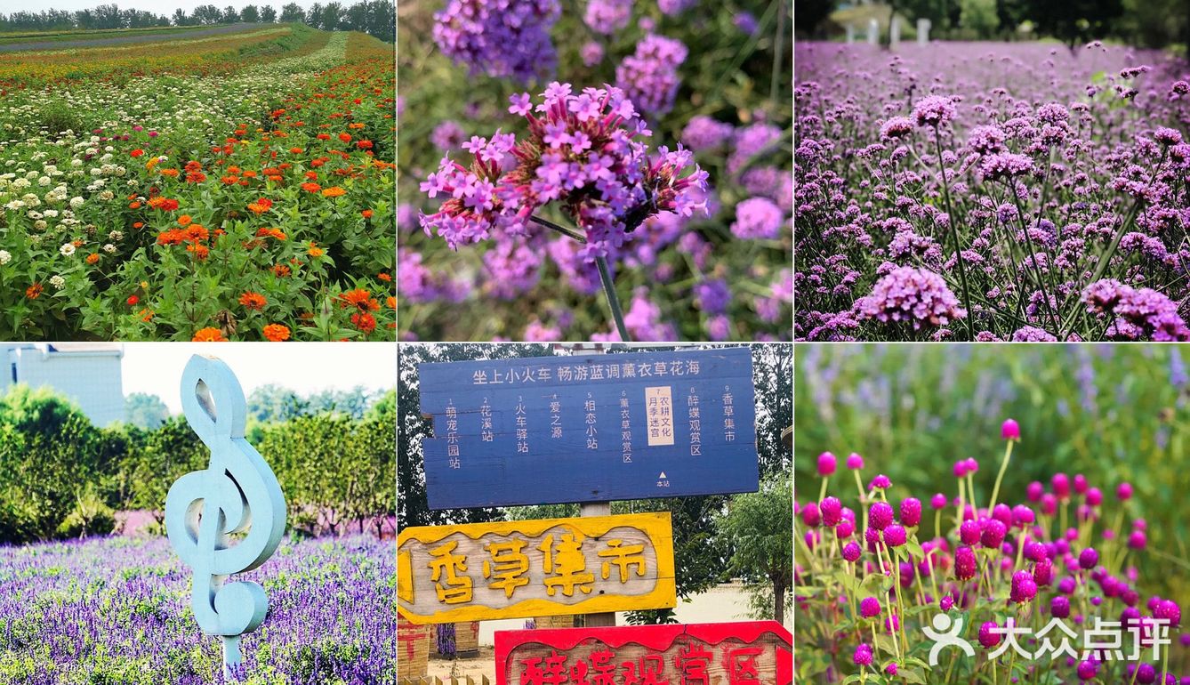 北京花海🌺金秋十月赏花攻略㊙️