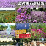 北京花海🌺金秋十月赏花攻略㊙️