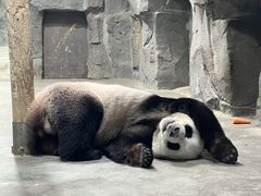 -栾川竹海野生动物园