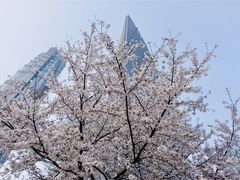 -上海柏悦酒店