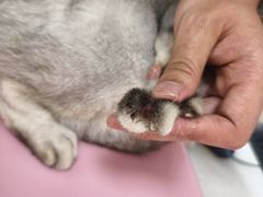 -瑞鹏宠物医院·普外科·影像科·皮肤科(城市山谷分院)