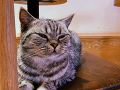 -Heymao猫咖.咖啡厅(东门店)