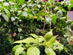 -拈一筷子·宜宾江湖菜(总店)