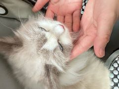 -福懋动物医院·犬猫全科·外科·重症科(杏林分院)