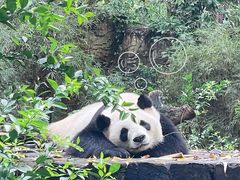 -广州长隆野生动物世界