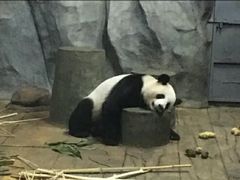 -深圳野生动物园