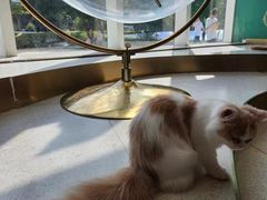 -飞行喵MR PILOT|猫舍·猫咖(静安大融城店)