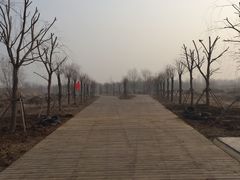 -微山湖红荷湿地景区