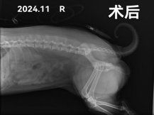 -利又安动物医院··老年病·猫科犬科·中兽医