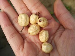 -嘉禾·悦享餐厅(八方汇店)