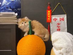 -欣宠猫屋·矮脚拿破仑·蓝金金渐层