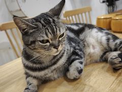 -楼上猫咖(罗湖店)