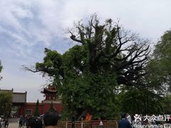 -大槐树寻根祭祖园
