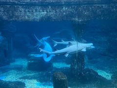 -海合安青岛极地海洋公园