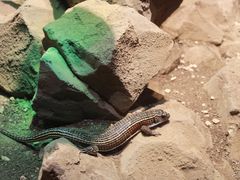 -帕帕拉兹宠物(亚洲旗舰店)