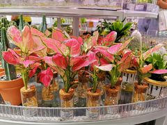 -KKV(深圳kk one 店)