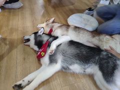 -Husky Go! 哈士奇体验馆·宠物咖啡厅狗咖