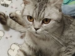 -长藤鬼校(龙翔店)