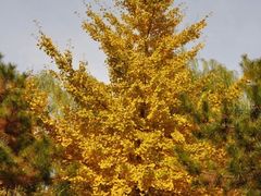 -鹫峰国家森林公园