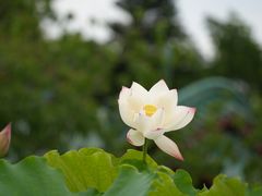 -桂湖森林公园