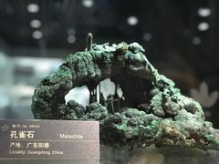 -中国地质博物馆