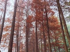 -重庆彩云湖湿地公园
