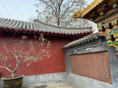 -护国法轮寺