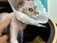 -北京观赏动物医院·24小时大型综合·猫专科·异宠专科