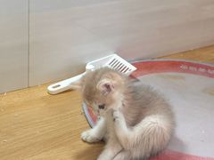 -青奢宠物·青奢猫舍