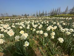 -泗洪洪泽湖湿地景区