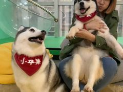 -Husky Go! 哈士奇体验馆·宠物咖啡厅狗咖