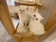 -More Fun猫咖 二十只万元加菲主题