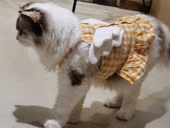 -藏猫猫咖啡主题馆(中央大道店)