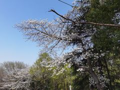 -武汉大学-樱园