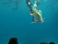 -瑞德姆美人鱼海底演艺主题餐厅(亚龙湾店)