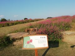-径山花海