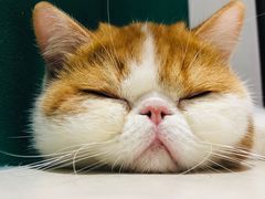 -飞行喵MR PILOT|猫舍·猫咖(静安大融城店)