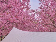 -天适樱花悠乐园