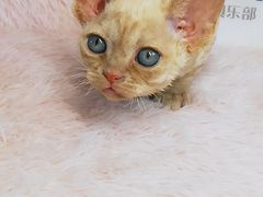 -十年猫舍·猫咪专门店(普陀店)