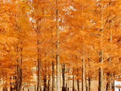 -白鹭湾湿地公园