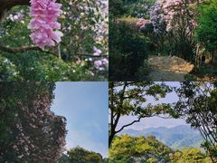 -梧桐山风景名胜区