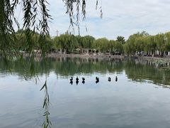 -百花洲
