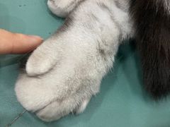 -佳怡动物医院·平价24小时·猫专科骨外科