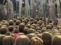 -南山植物园
