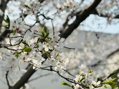 -上海共青森林公园