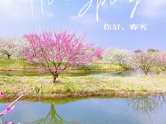 -花开海上生态园